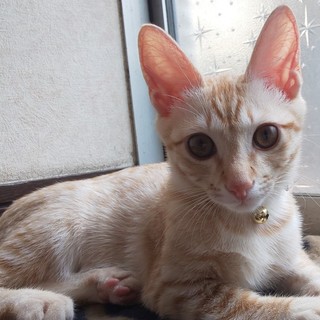 ☆茶トラの男の子