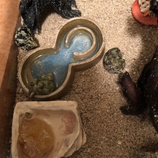 オカヤドカリ里親募集中