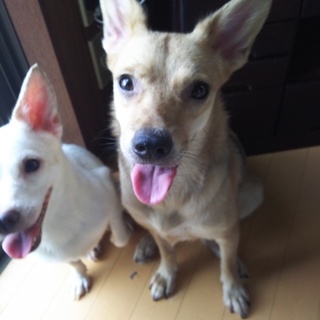 トライアル決まり終了します