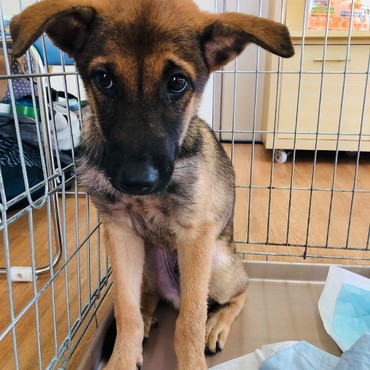 ゴス君の家族募集中❤️