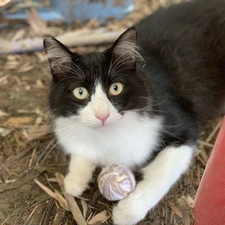 シロクロはちわれ☆イケメンはちお！