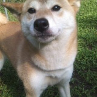 ちょっとすました柴犬の女の子です