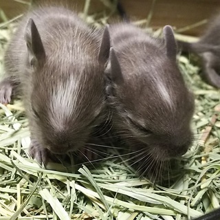 【8/18生まれ】ブルーデグーの赤ちゃん