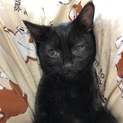 5ヶ月のオスの黒猫ちゃん