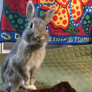 ネザーランドドワーフ