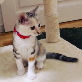 おっとりお嬢様のようなグレー三毛ちゃん