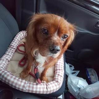 とっても甘えん坊で 誰にでもフレンドリーな男の子