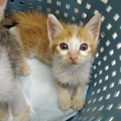 第７５回　にゃん☆ぴーす犬猫譲渡会