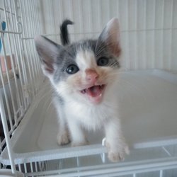 第７５回　にゃん☆ぴーす犬猫譲渡会 サムネイル2