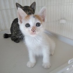 第７５回　にゃん☆ぴーす犬猫譲渡会 サムネイル3