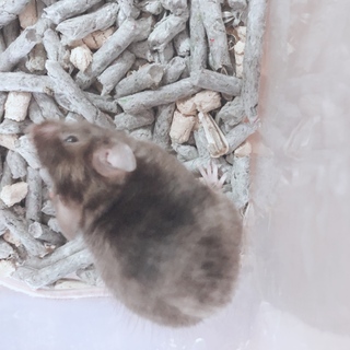 ファンシーマウスの男の子