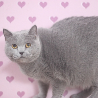 ブリティッシュショートヘアーの女の子