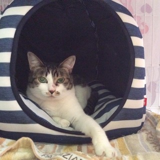 家猫修行中です！５歳メスのマリイちゃん