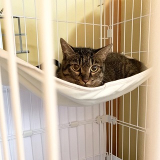 捨てられた元飼い猫ママのリリーちゃん