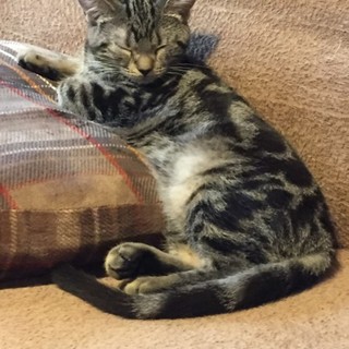 アメショー♀子猫の里親探してます。