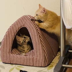 新しい猫ベッド買ったよ！