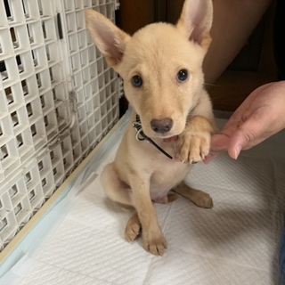 里親さま決まりました☆