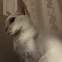 人懐っこいシャム猫白茶色