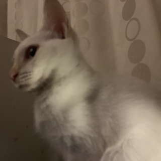 人懐っこいシャム猫白茶色