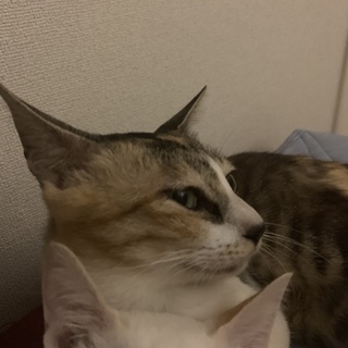美人なお母さん