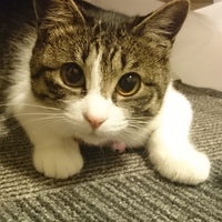 アナ