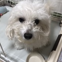 マルプー 1歳 オス