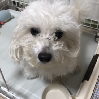 マルプー 1歳 オス