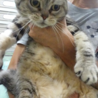 16歳の元気なアメリカンショートヘアーの女の子