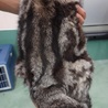 16歳の元気なアメリカンショートヘアーの女の子 サムネイル6