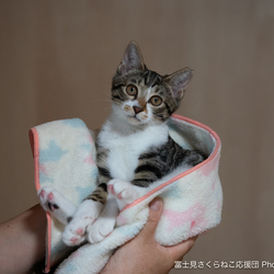 セキチュー川越南古谷店犬猫里親会 サムネイル3