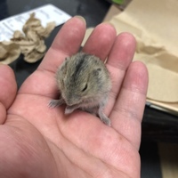 玄