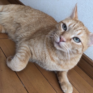 猫らしい猫ちゃんです。