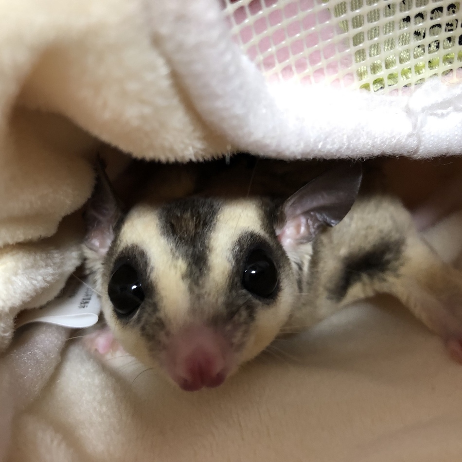 梛のカバー写真