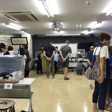 第18回ねこの譲渡会