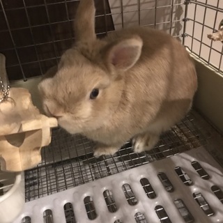 ネザーランドドワーフ