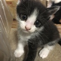 可愛い子猫達の里親さん募集中！