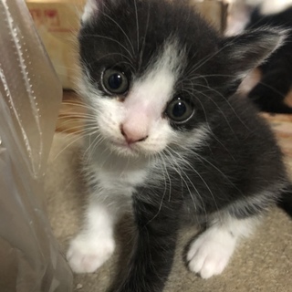 可愛い子猫達の里親さん募集中！