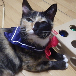 「猫用知育玩具～？」サムネイル3