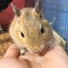 そもろん