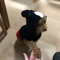 モコ