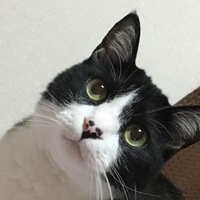 まめ太郎