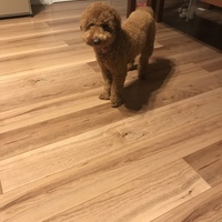 プルート