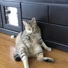 の写真