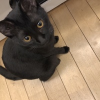 エレ