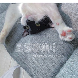 甘えん坊のハチワレくん