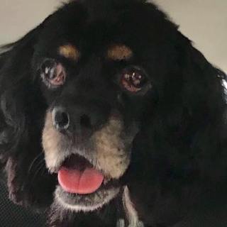 アメリカンコッカーの里親募集