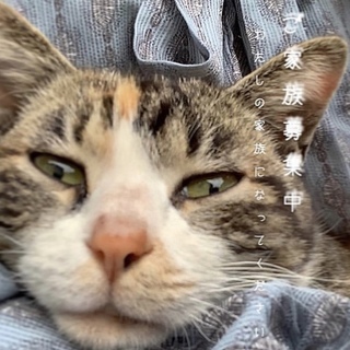 可愛くて優しい甘えん坊のミケ猫ちゃん