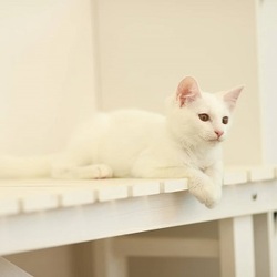 みやちか　猫の里親会 サムネイル2