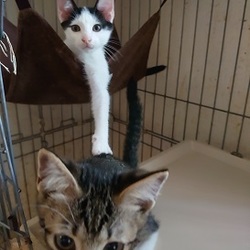 みやちか　猫の里親会 サムネイル3