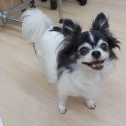 アニマー湯犬猫譲渡会 サムネイル2